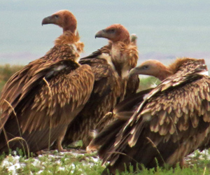 Бүргэд (Хималайн хажир, Цастны хажир бүргэд)